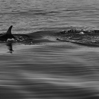 Delfinflosse