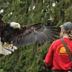 Weißkopfseeadler