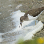 Flussuferläufer bei der Nahrungssuche