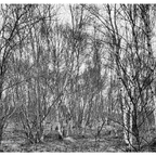 Kleines Birkenwäldchen