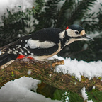 Specht im Schnee