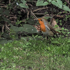 Neugieriges Rotkehlchen