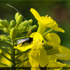 Kleiner Puschel auf einer Rapsblüte