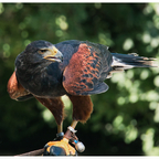 Wüstenbussard, Tierpark Berlin
