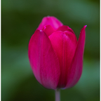 🌷Schöne Pfingsten 🌷