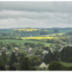 Rapsblüte in der Eifel
