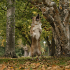 Eifelhund Nele in ihrem Element