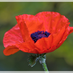 Klatschmohn in voller Blüte ❤️