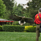 Seeadler