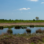 "Wildes Moor" bei Osterrönfeld