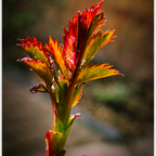 Frisches Blattgrün einer Rose