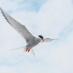 Küstenseeschwalbe im Flug