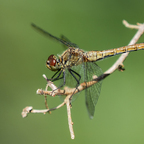 Libelle auf einem Zweig