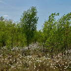 "Wildes Moor" bei Osterrönfeld