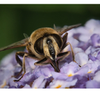 Schwebfliege