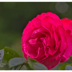 -Mit der 📷 durch den Garten-
