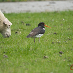 Austernfischer mit Schaf