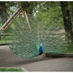 Pfau