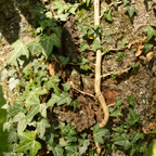 Vom Efeu fest umklammert.