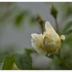 Mit der 📷 durch den Garten