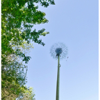 Pusteblume