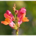 -Mit der 📷 im Botanischen Garten zu Kiel