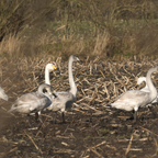 Singschwäne mit ihren Jungen