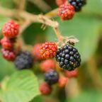 Himbeere