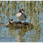 Nestpflege beim Haubentaucherpärchen