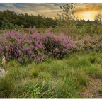Binnendüne am Golfplatz Lohersand ⛳️