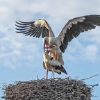 Für Nachwuchs wird gesorgt