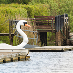 Schwan