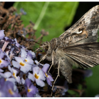 Gammaeule auf Schmetterlingsflieder