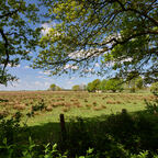 "Wildes Moor" bei Osterrönfeld