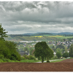 Raps in der Eifel