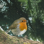 Rotkehlchen mit seiner orangefarbenen Brust