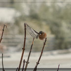 Da gehts zum Futterhäuschen