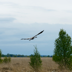 Kranich im  Tetenhusener Moor