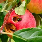 Fliege im Apfel