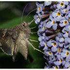 Gammaeule im Garten